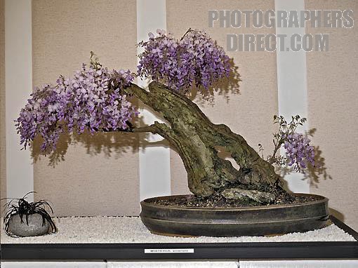 Chinese Wisteria